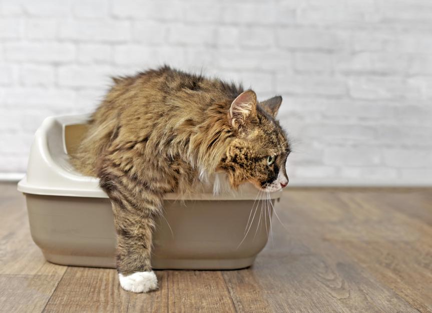 Feline Lower Urinary Tract Diseases: 2025 iCatCare Clinical Algorithm
